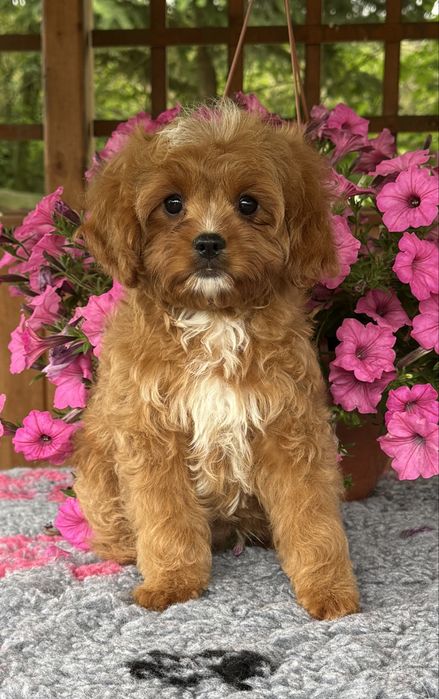 Cavapoo - kawaler