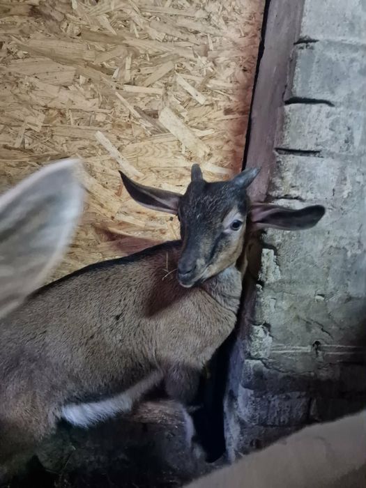 Koziołek matka mix ojciec anglonubijski