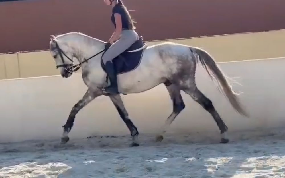 Cavalo PSL, com 5 anos