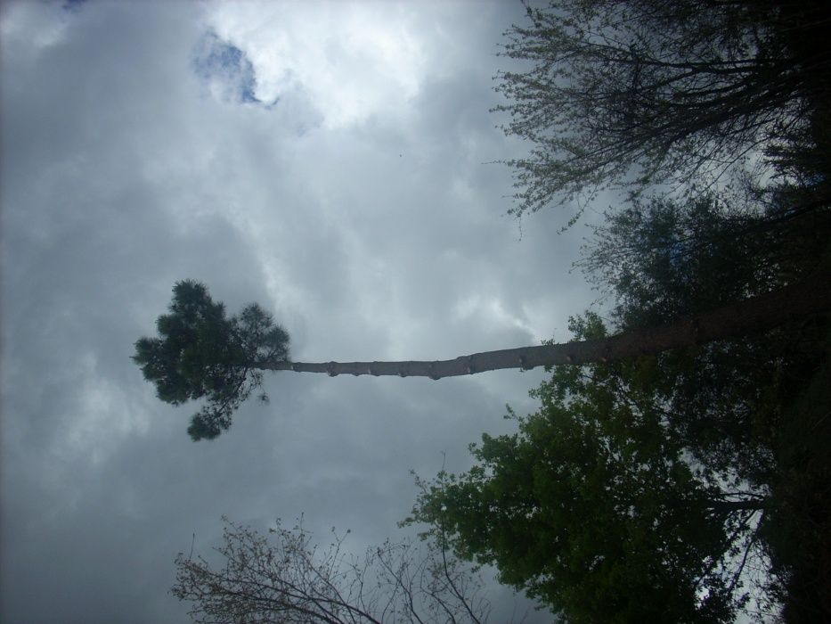 cortador podador de árvores