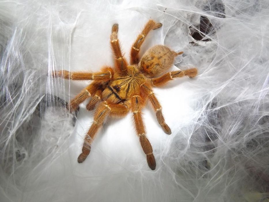 Dorosła samica Samice Pterinochilus murinus Usambara Ptasznik Słoneczny z terrarium