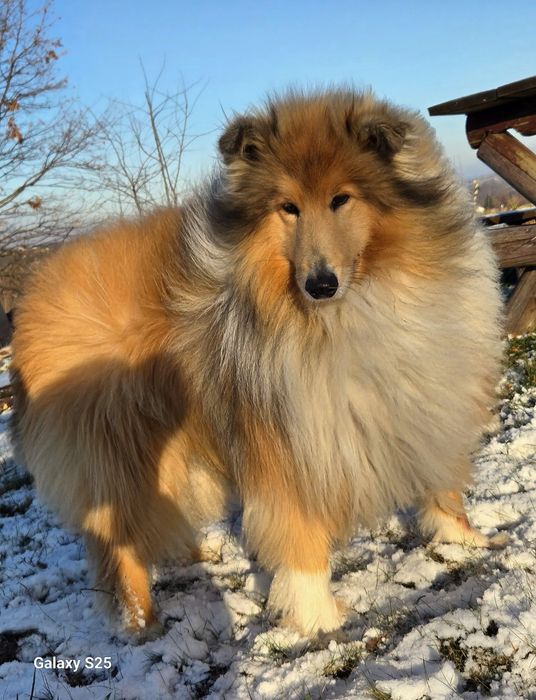 -Reproduktor/ krycie - Owczarek Szkocki Collie