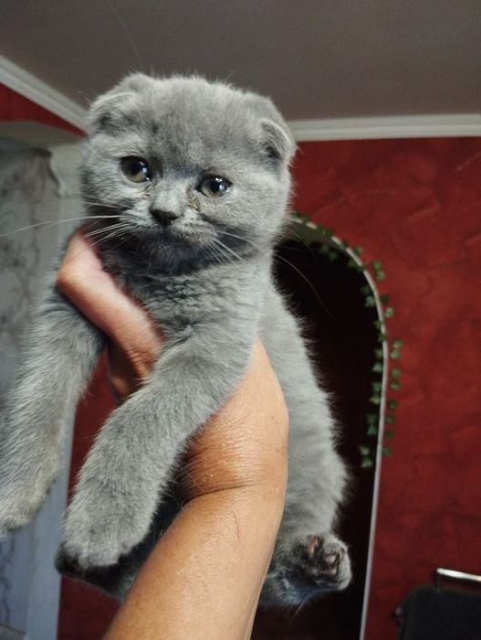 Шотландські кошенята