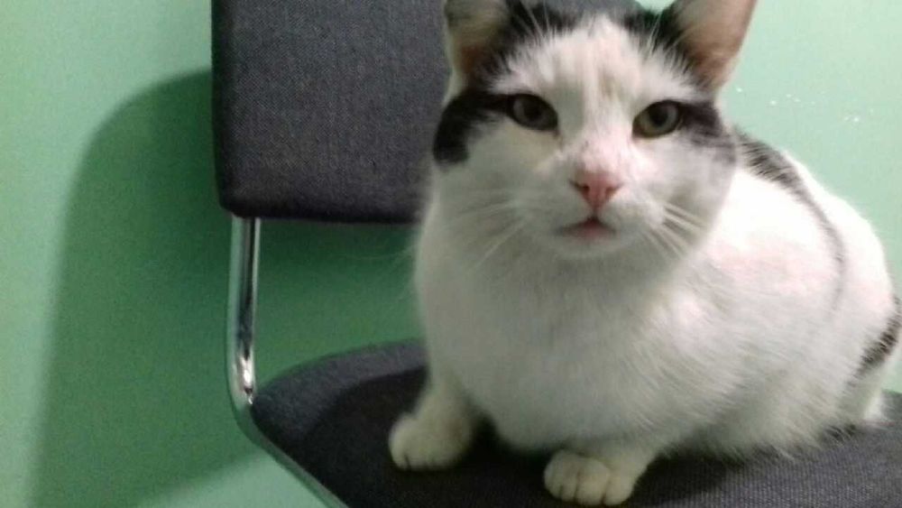 Zaginął kot z zawiniętym ogonkiem