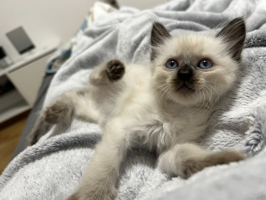 Сіамські Котятки ,сиамские кошенята, тайские , тайскі