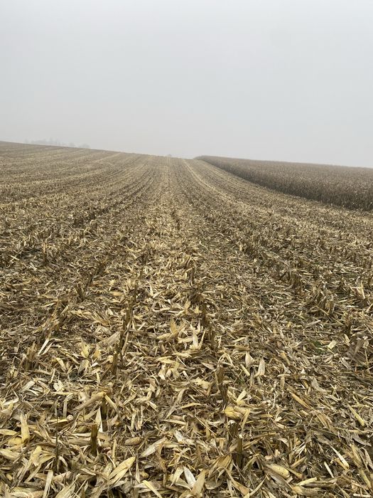 Zbiór kukurydzy koszenie kukurudzy zbóż