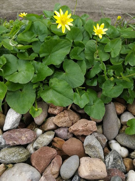 Kamień ogrodowy, OTOCZAK rzeczny- transport - podsypywanie