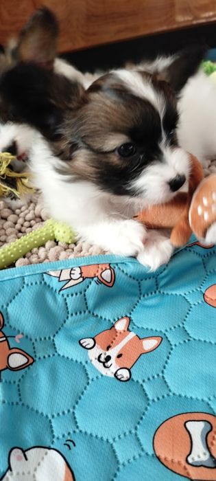 Три дівчинки на вибір. Папільон, папийон, папильон