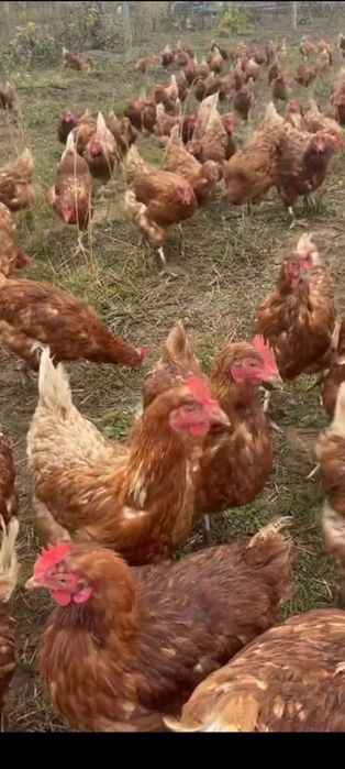 Ломан Браун,молода курочка 5,5 міс