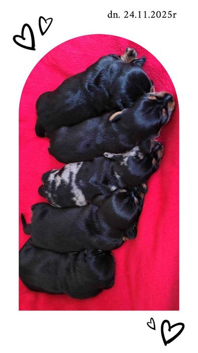 ZAREZERWOWANA Suczka Jamnik krótkowłosy czarna podpalana Kraków