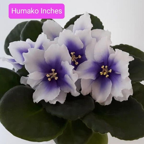 Фіалка,сенполія,фиалка