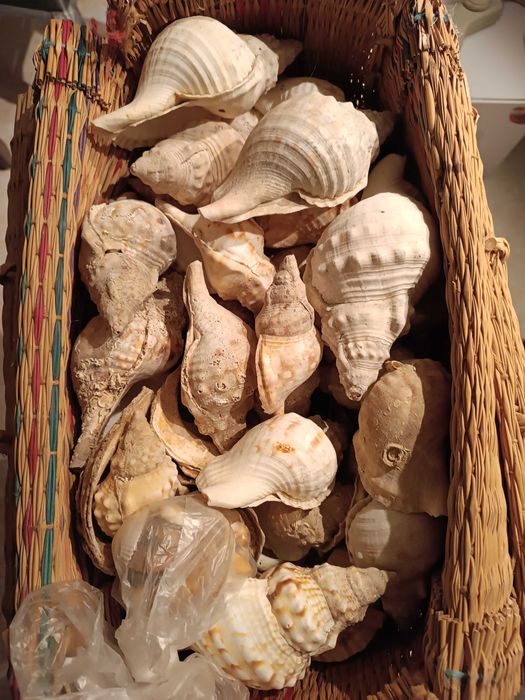 Búzios e conchas