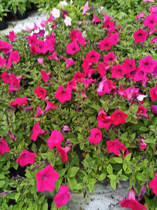 Piękna grafika supertuni Vista bubelgumn 15 sztuk