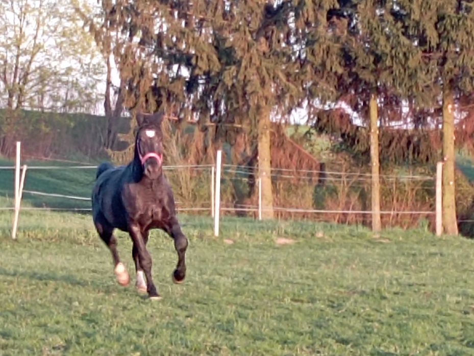 ogierek śląski kary