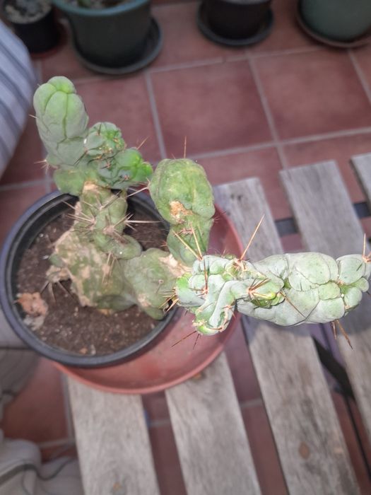 Trichocereus bridgesii monstrose