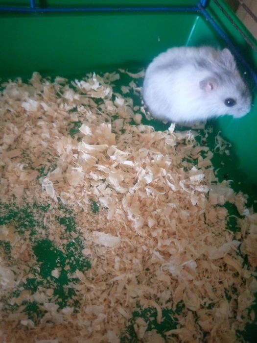 Джунгарик Кременчуг