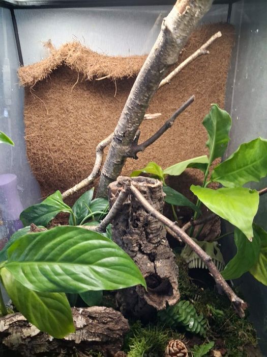 Terrarium sprzedam