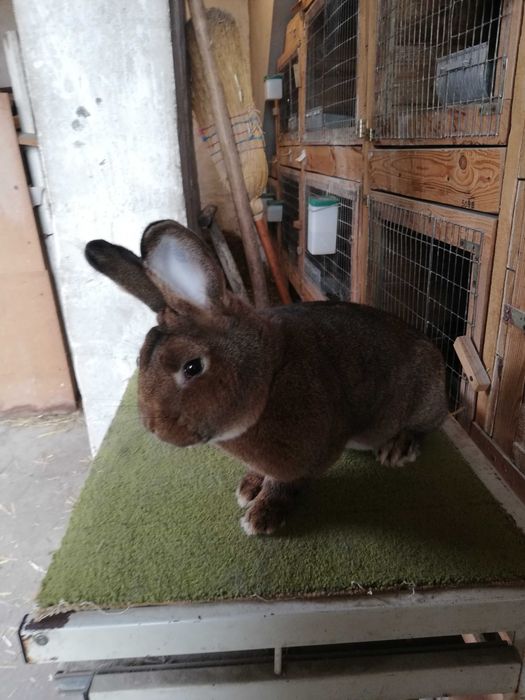 Wiedeński Szary samica