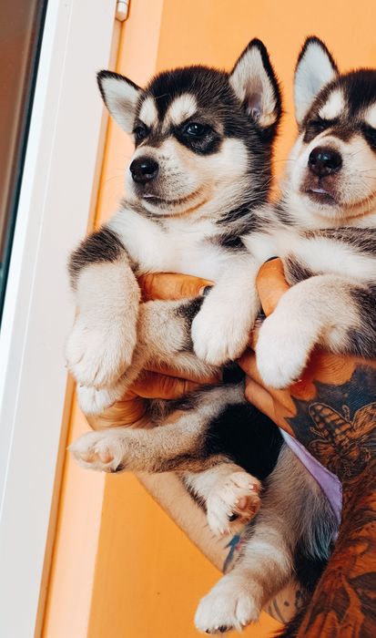 Маю хлопчиків - хаскі