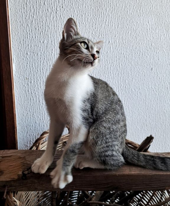 Gatinho para adopção cerca de 4 meses