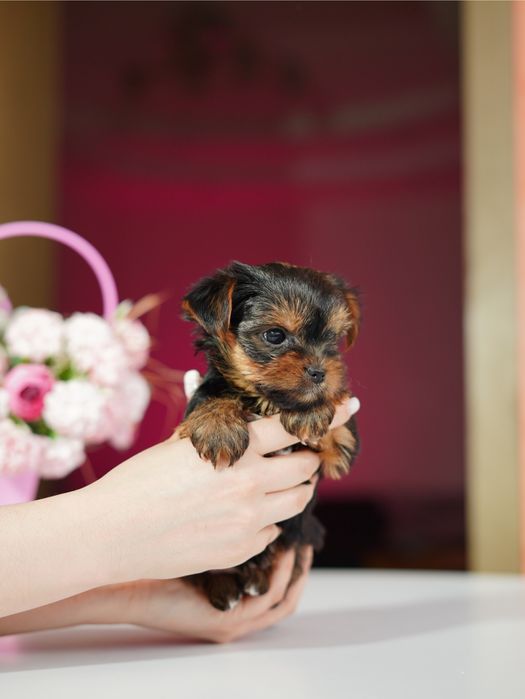 Маленькі, але горді – йорки, що стануть членами родини