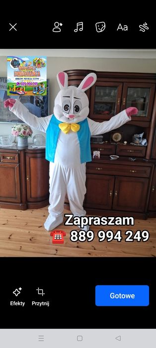 Zając wielkanocny do wynajęcia