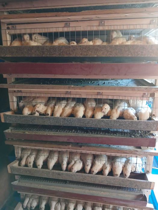 Перепела яйцо перепелиное