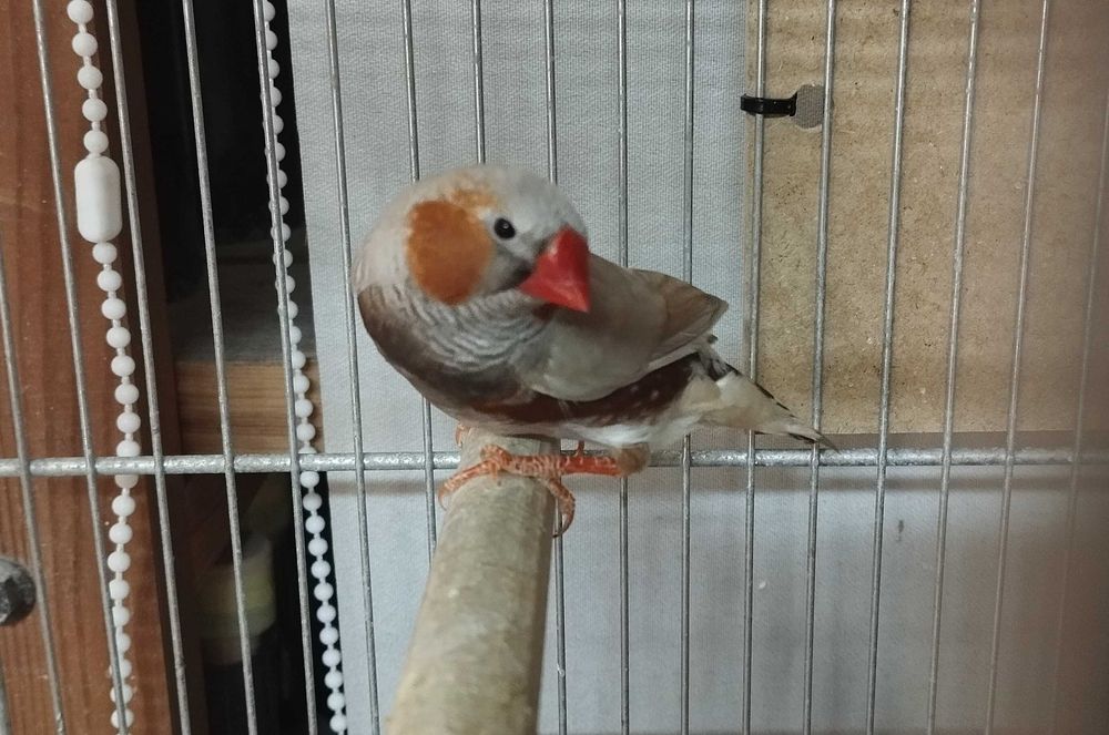 Zeberki pary - rudolice