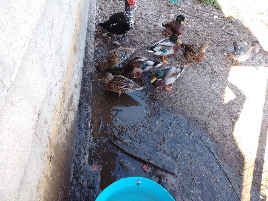 Vendo casal de patos