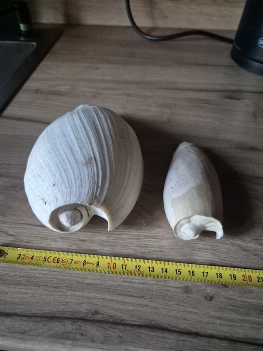 Melo muszle kolekcja