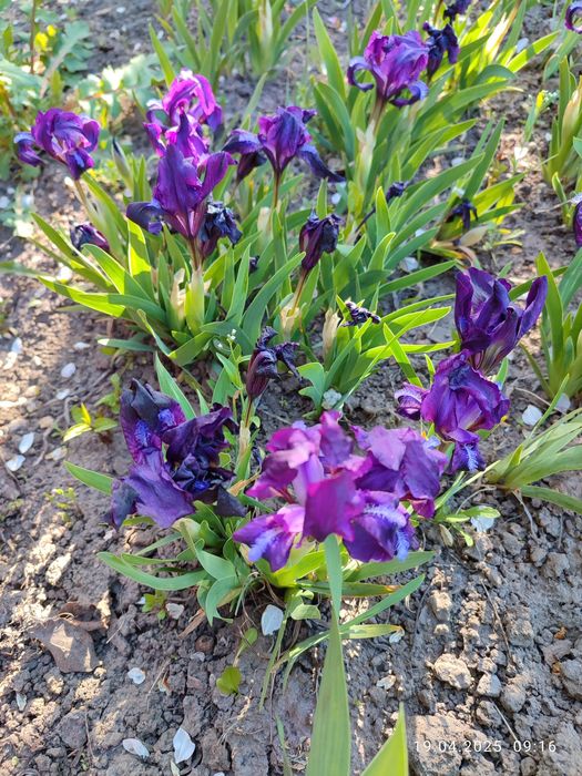 Примули #примула #іриси