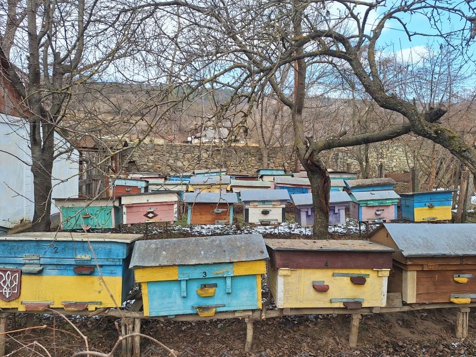 Продам сильну ПАСІКУ!