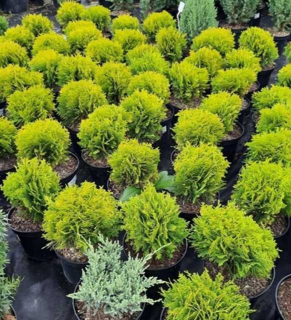 Туя Даніка шаровидна