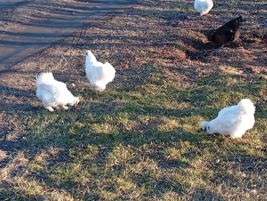 Kogut Silka czysto biały