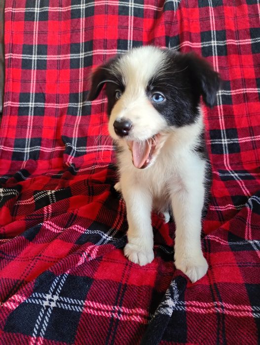 Suczka Border Collie