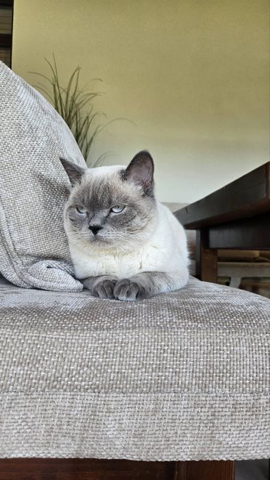 Котик чикає кішечок