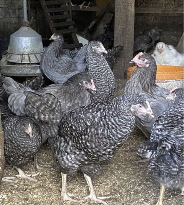 кури домінант Ломан Браун срібний Адлер