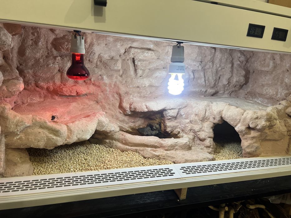 Agama brodata RZESZOW