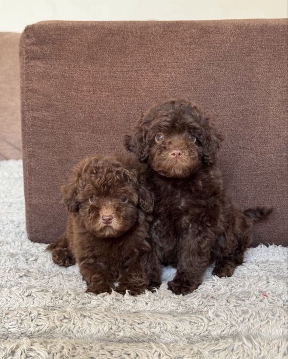 Малюки той пудель шоколад