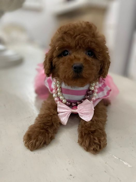 Супер красотка той пудель,