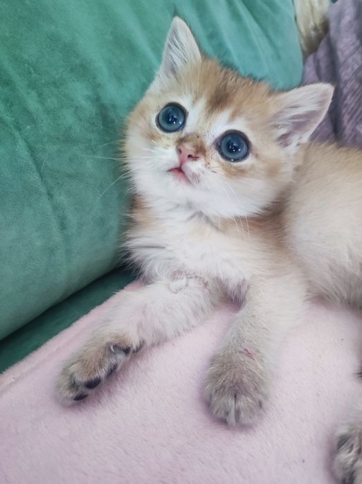 Продам мальчика, золотистая шиншилла