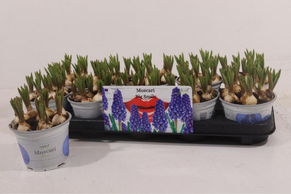 Скімія.Хризантема.Мускарі.Крокуси.Гіпеаструм.