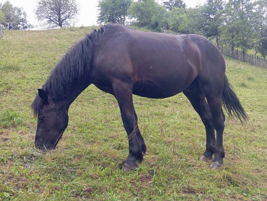 Продам коня, жеребць