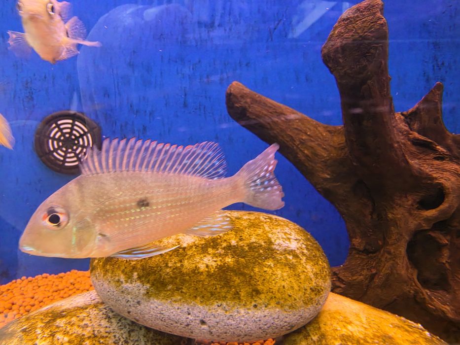 Geophagus Altifrons Selvagem
