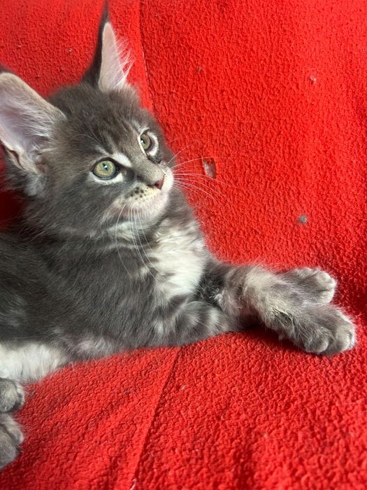 Lindo gatinho Maine coon