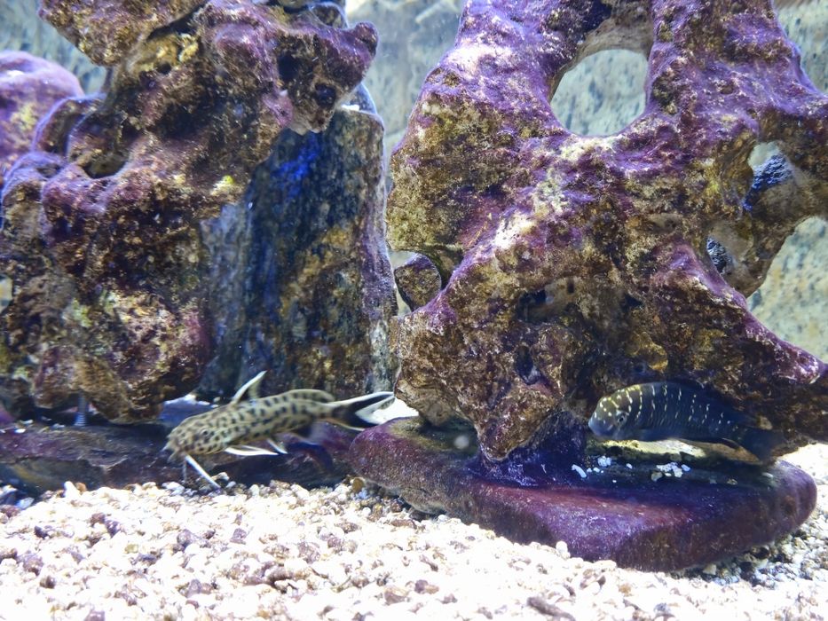Tropheus,  Synodontis petricola, peixes , Lago  Tanganika