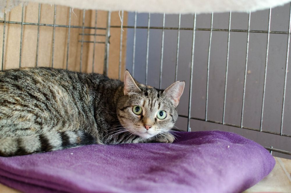 Figa szuka kochającego domu