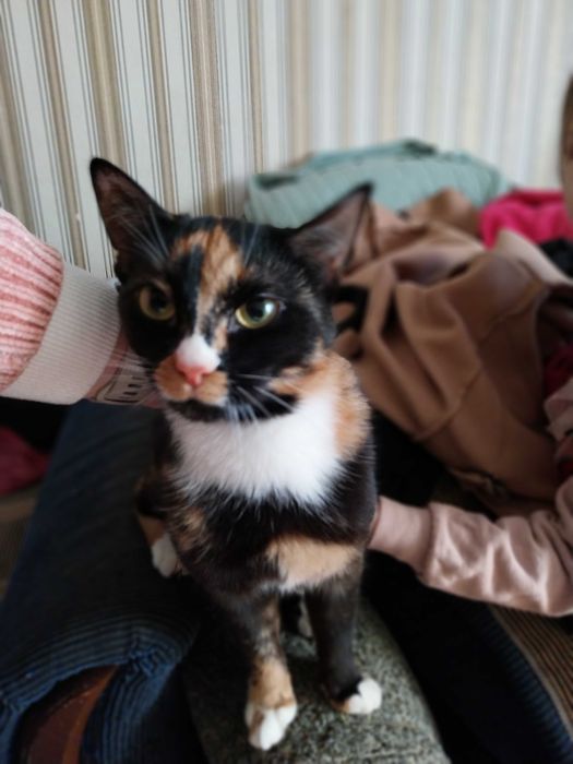 Отдам кошечку бесплатно