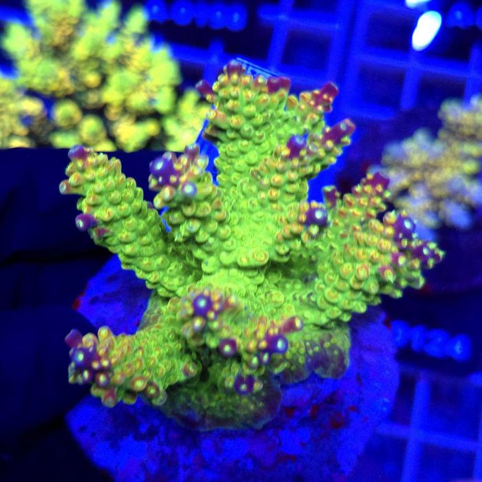 Acropora Mango Garden matecznik WYSIWYG #A0162 koralowce SPS