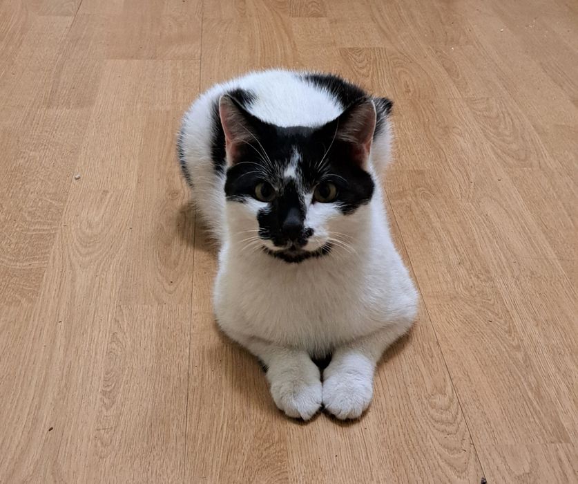 Młody kocurek szuka domu